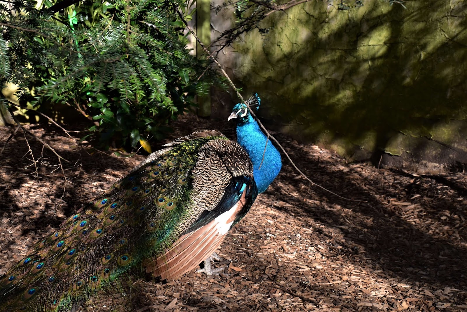 Peacock at Parrot Mountain