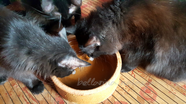 Bolehkah Kucing Minum Air Paip Dan Cara Mengatasi Kucing Kurang Minum Air