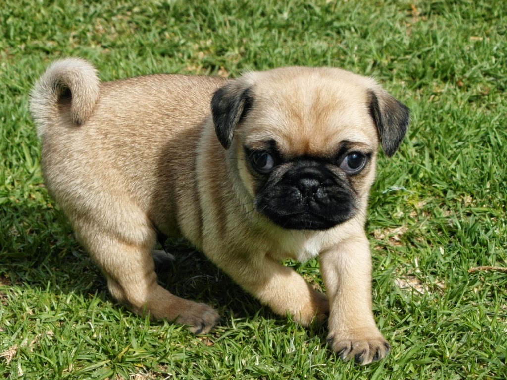 Criadero PUG Vaztor: Como elegir un cachorro PUG