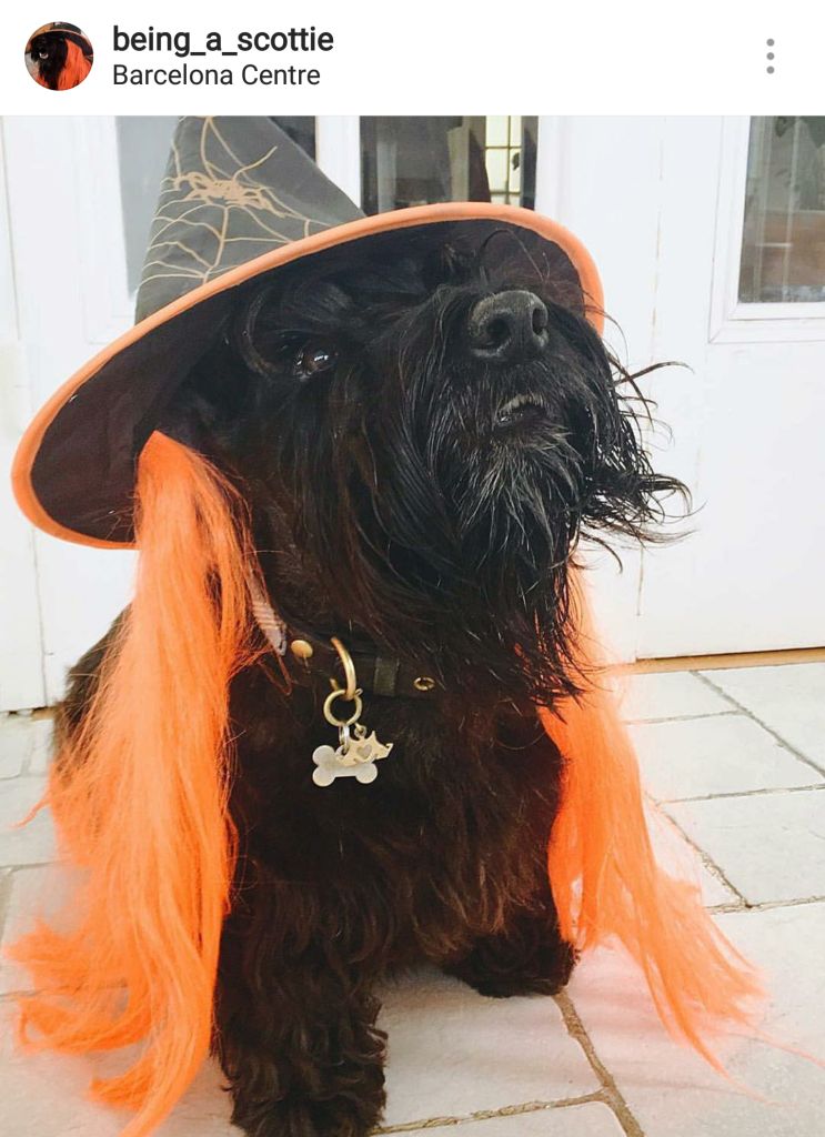 Scottie Mom 15 Scottish Terriers Rocking Costumes