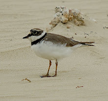 Little Ringed Plover_2011