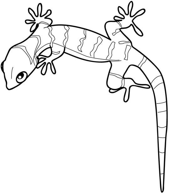 kaboose coloring pages printing gecko - photo #2