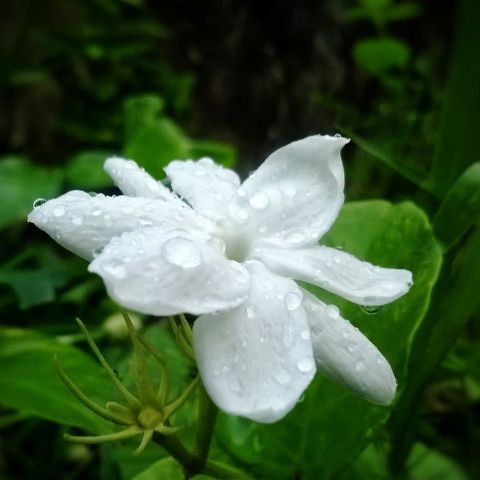 Types Of White Flowers Types Of White Flowers