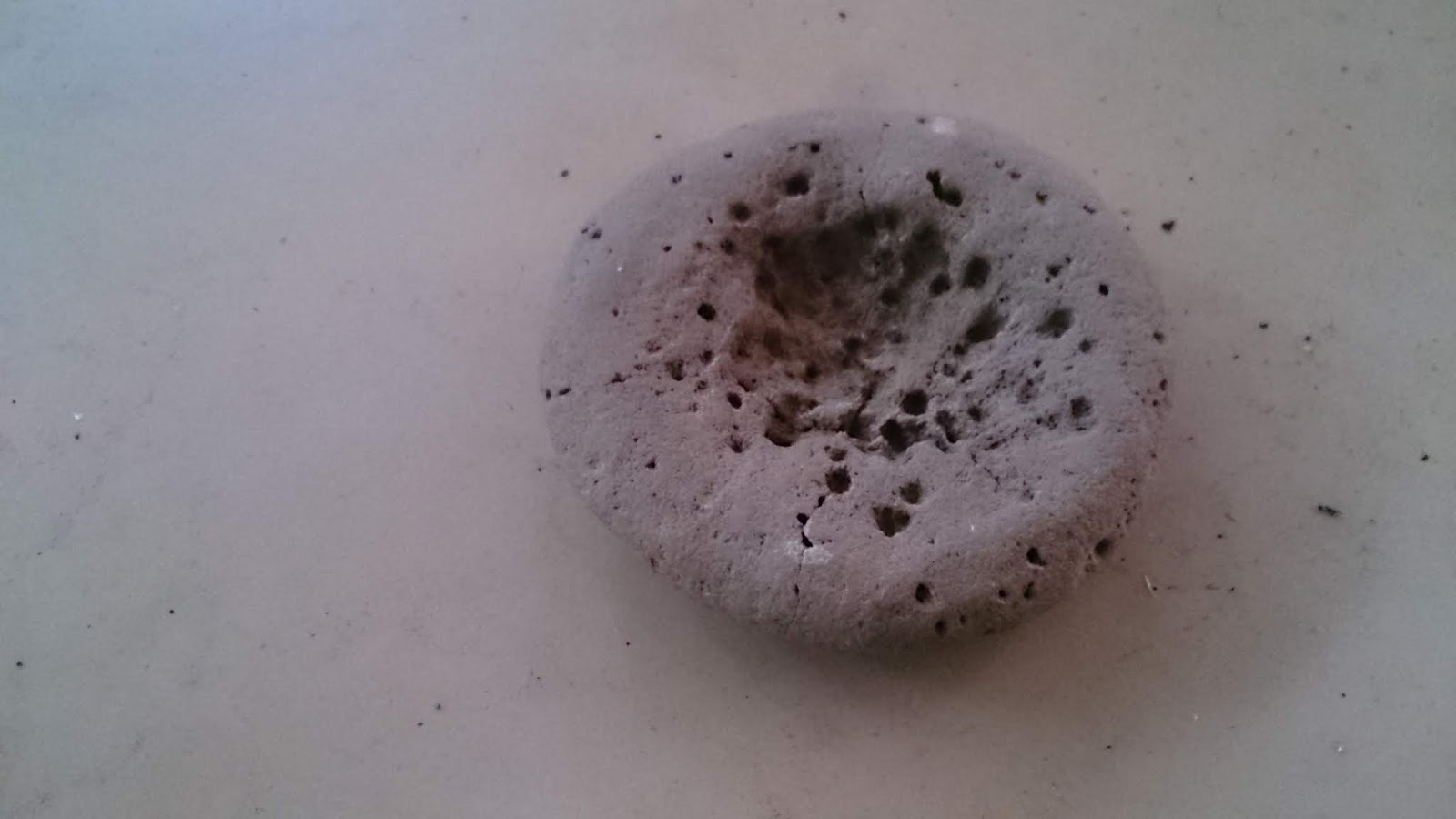 Fossilized Jellyfish r/fossilid