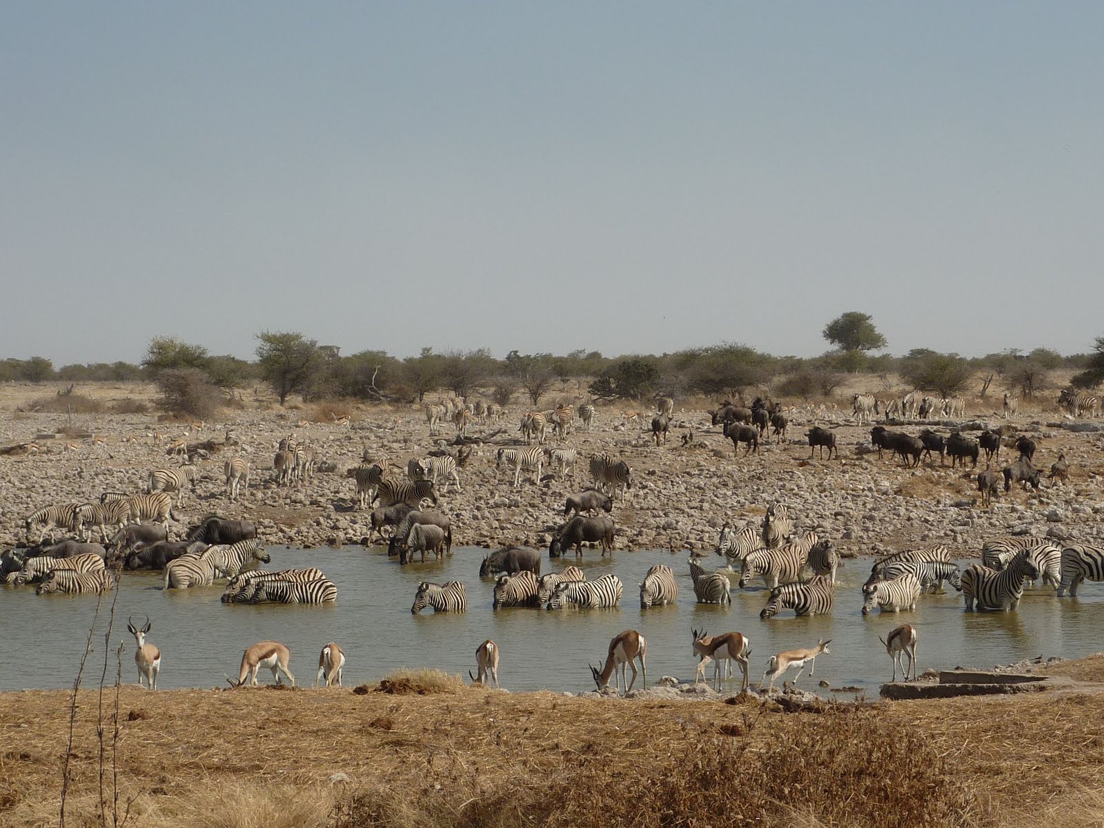 Namibia July 2011: Day 9 Sunday 10th July: Okaukuejo Camp, Etosha