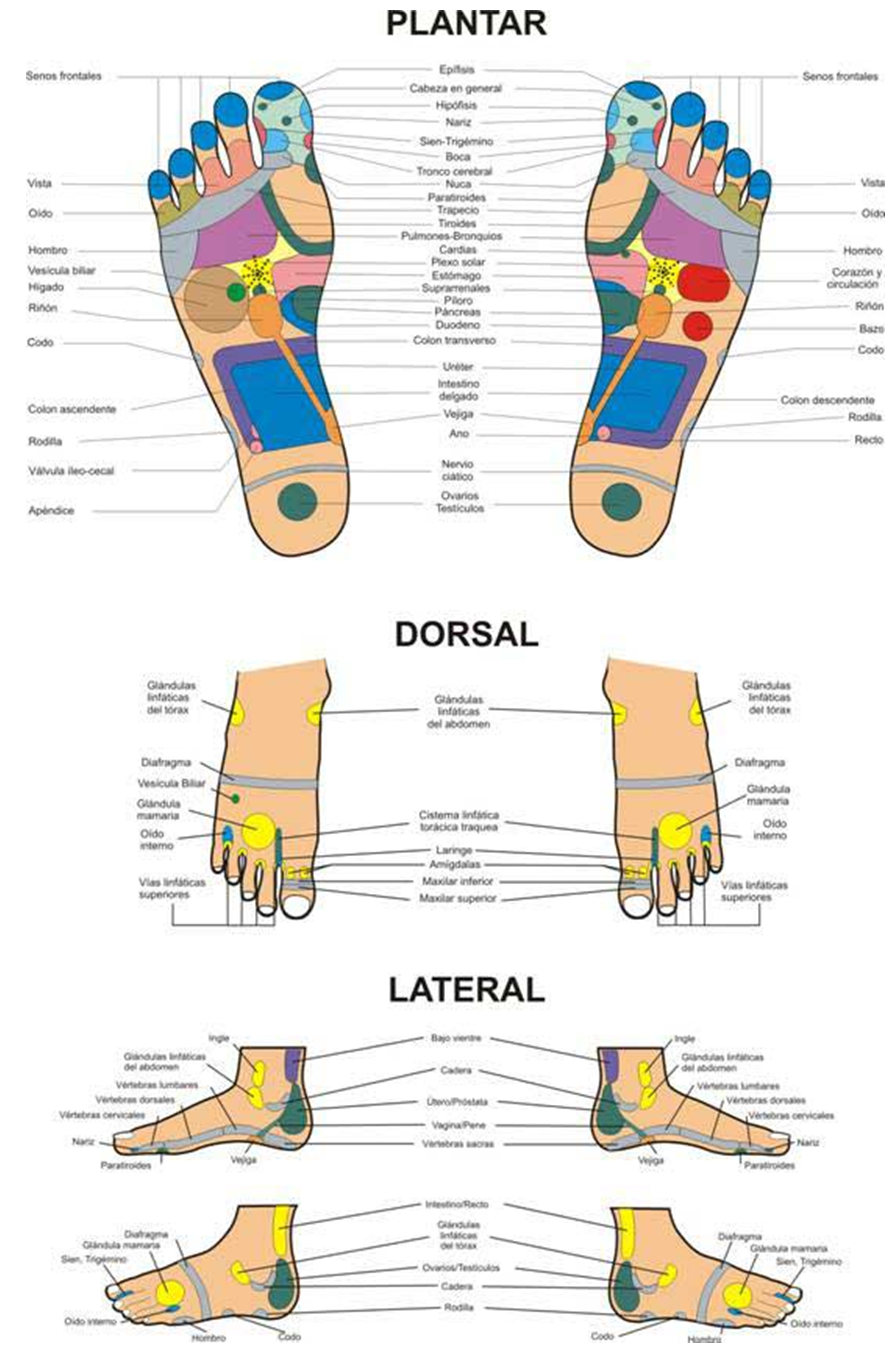 MEDICINA ALTERNATIVA REFLEXOLOGIA PODAL