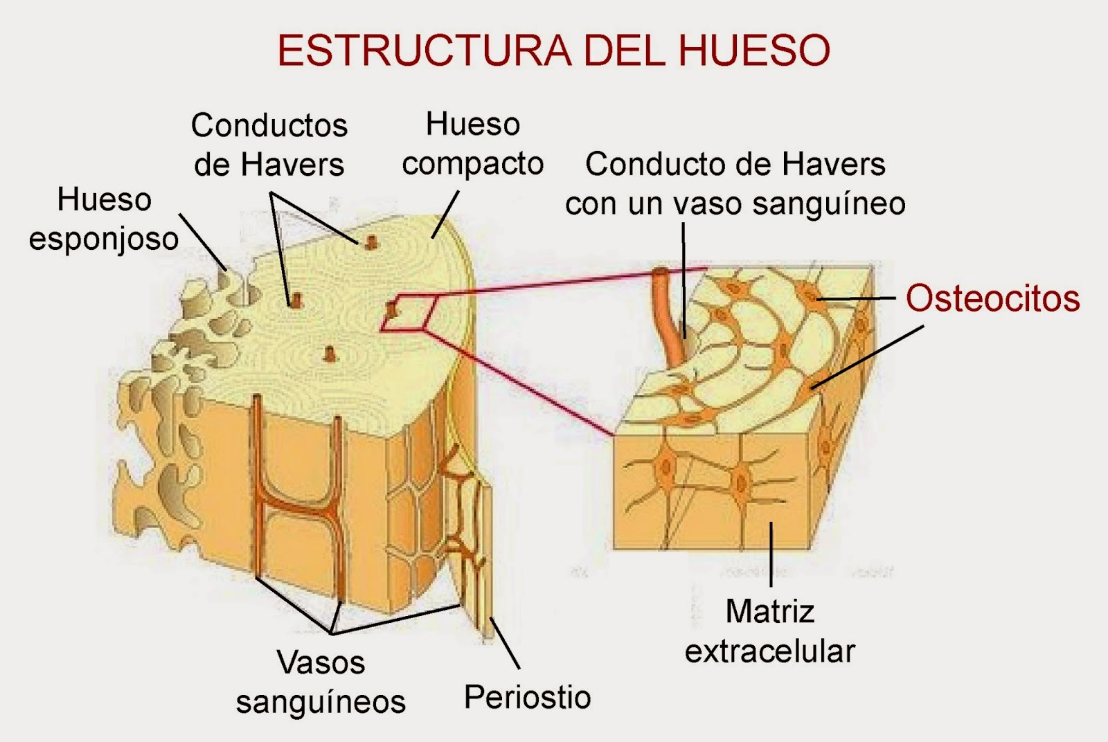 metabolismo de farmacos medicina natural