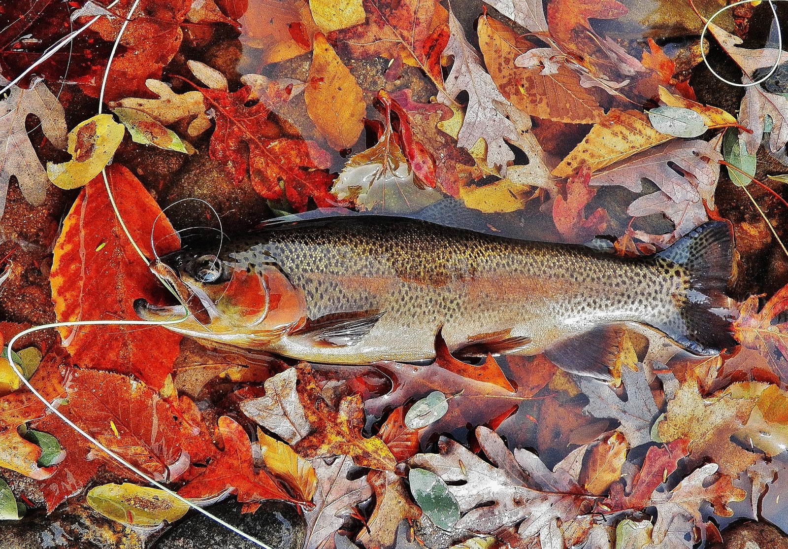 Connecticut Fly Angler Rainbows and Native Brook Trout Spawning