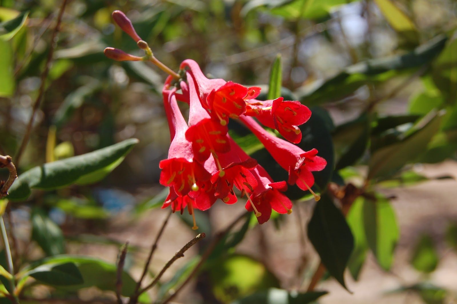 Brenda's "Texas Wild" Garden Trumpet Honeysuckle (Lonicera sempervirens)
