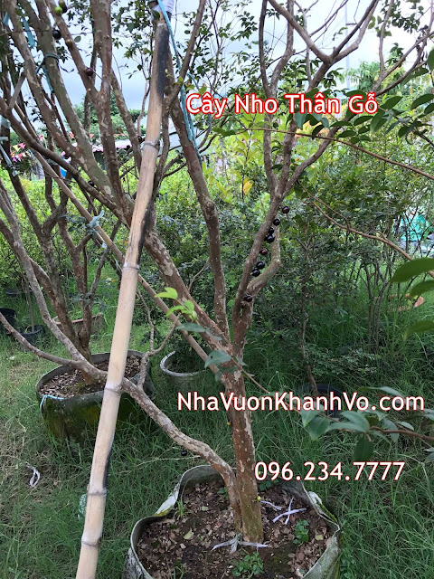 Trồng nho thân gỗ, sự lựa chọn đúng đắn - Khánh Võ Cay-nho-than-go-gia-re-tphcm%2B%25281%2529