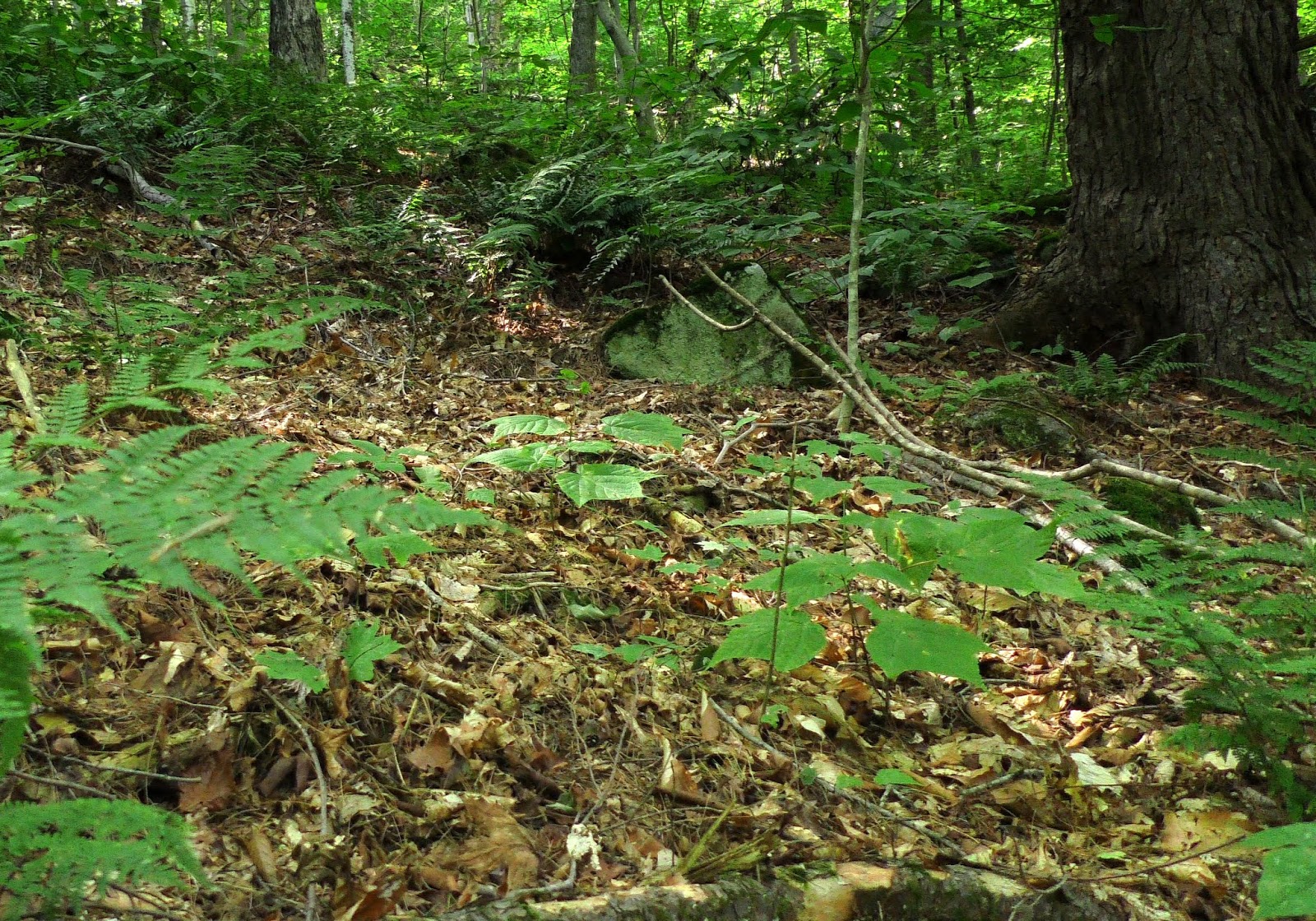 Forest Floor Art & Collectibles Mixed