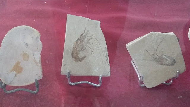 Fósiles de Erfoud Fósiles de Erfoud