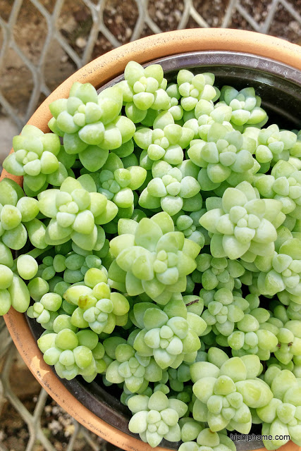 succulent succulent plant
