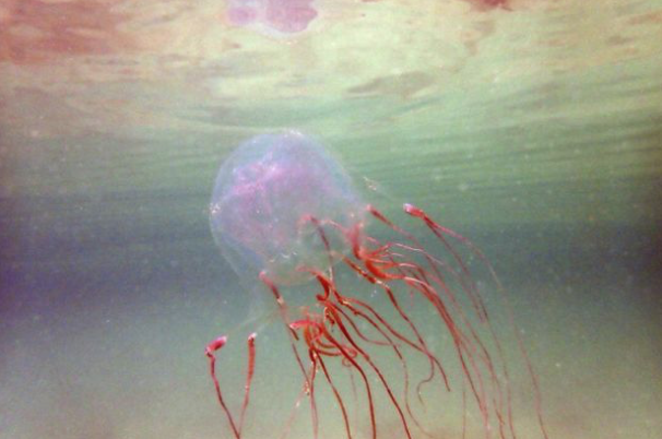 A New Box Jellyfish On The Block