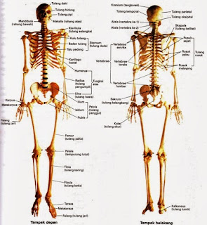 Fakta Unik Tentang Tulang Manusia