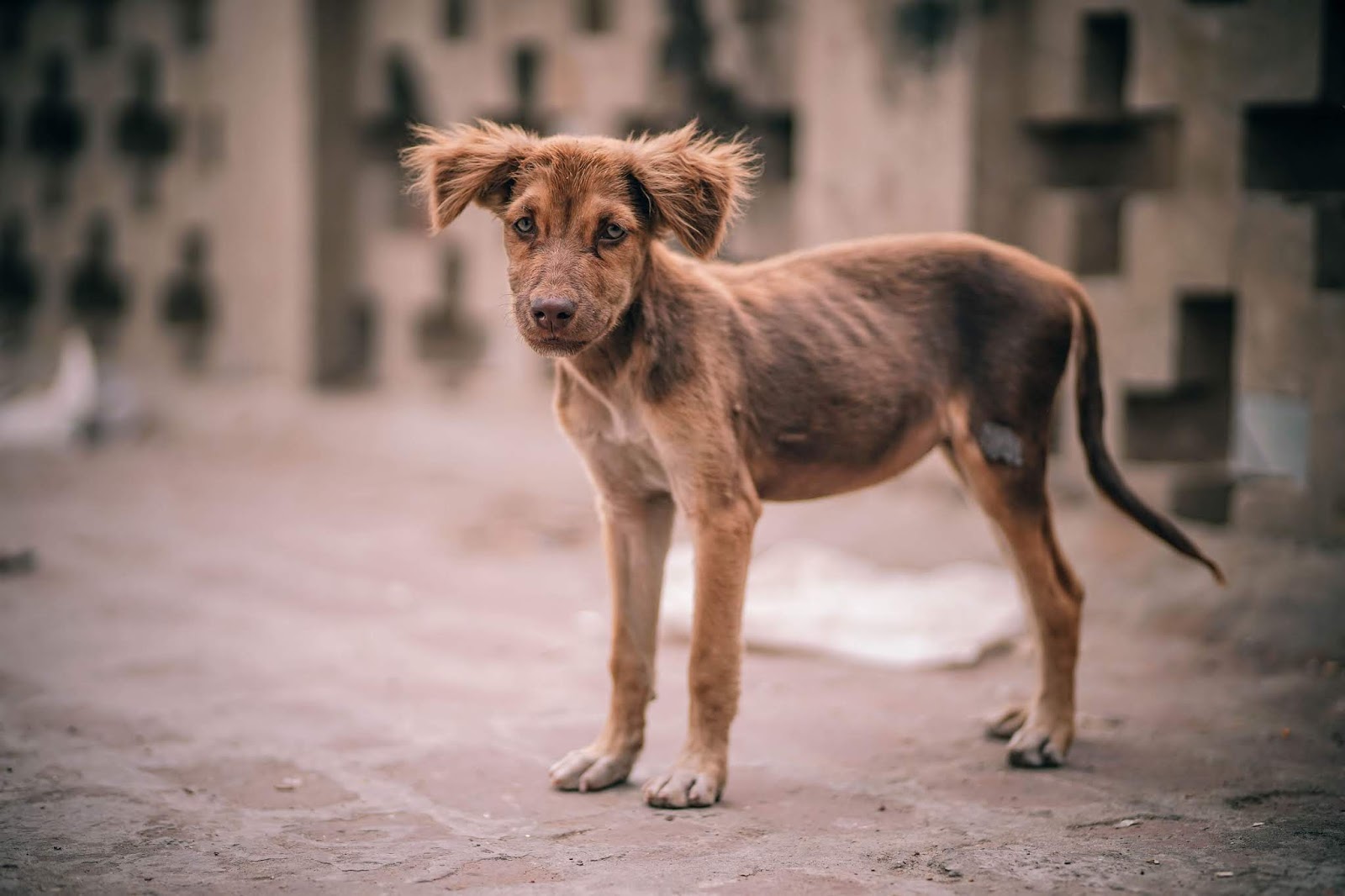 Image result for How to Help Your Skinny Dog Put on Some Weight