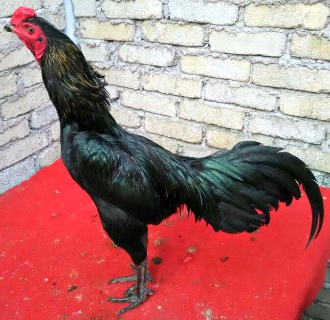 Gambar Ayam Pama Ninja 10X Win Dibawah 1 Air, Inilah Sejarah Ayam