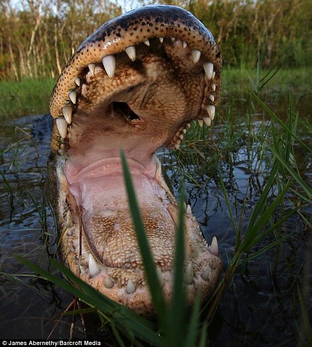 Swimming with alligators Snaphappy closeups captured under water in
