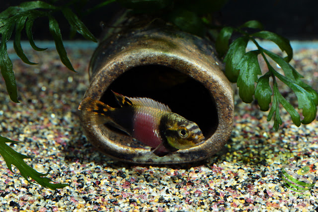 F1. Pelvicachromis subocellatus(Moanda)