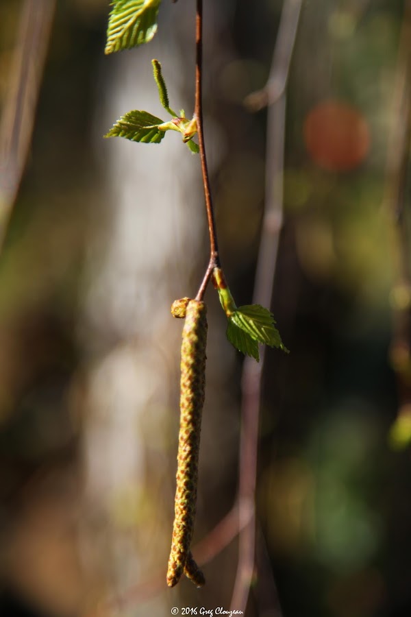 Les fleurs du bouleau, Fontainebleau, (C) Greg Clouzeau Les fleurs du bouleau, Fontainebleau, (C) Greg Clouzeau