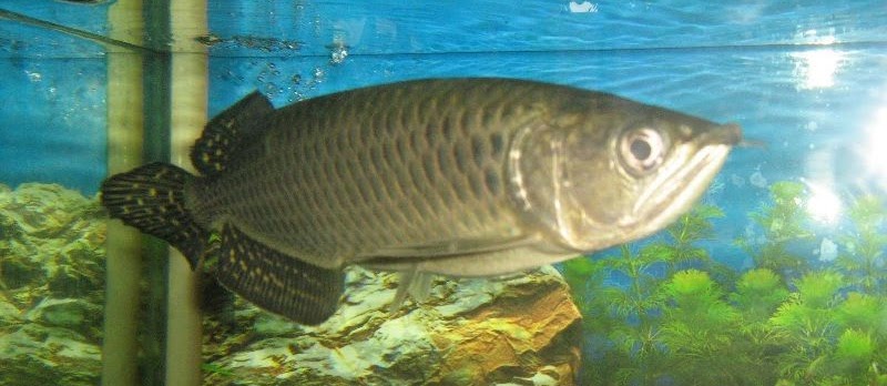 Mengenal Arwana Brazil Silver (Osteoglossum bicirrhosussum) yang Cantik dan unik