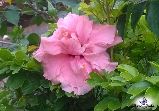 Outubro Rosa - Flores, Floral, Primavera