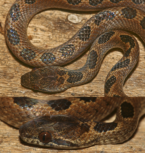 The Herpetology of Trinidad and Tobago Cateyed Snake, Leptodeira