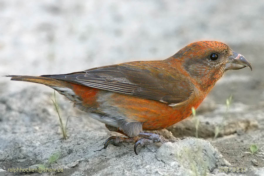 The Backyard Wildbird and Nature Store Nanaimo bird report, February