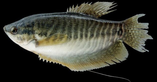 Luar Biasa Mungkin Ikan Ini Hanya Di Konsumsi Kalangan Menengah
