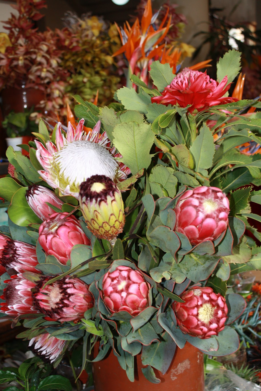 Flores da Madeira/Flowers from Madeira A conta quilometros