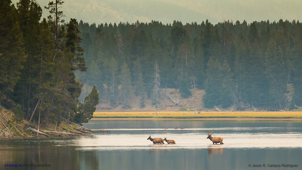 Grupo de wuapities cruzando el Río Yellowstone al despuntar el día Grupo de wuapities cruzando el Río Yellowstone al despuntar el día