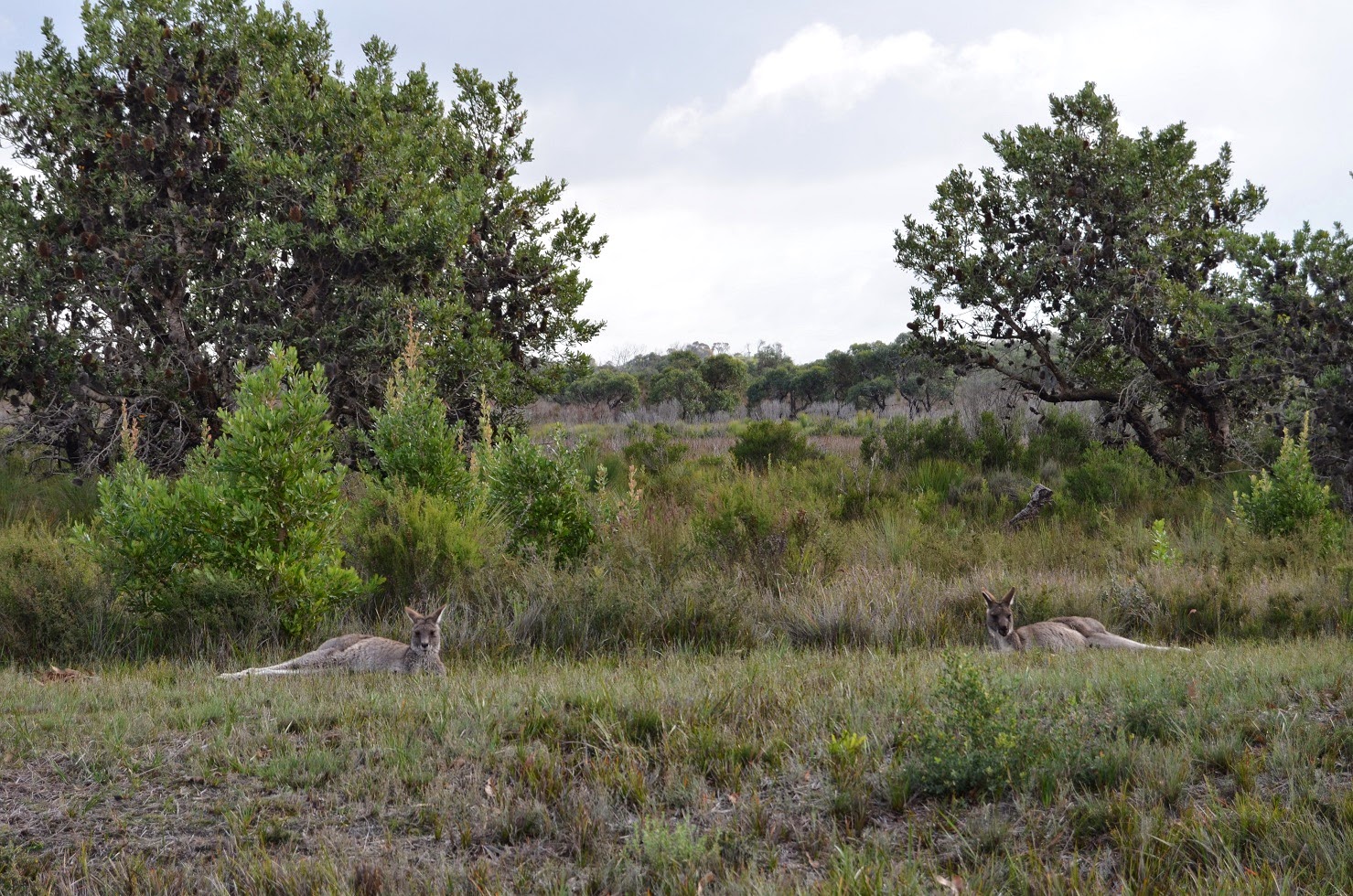 a heartful of headlessness. Arthur est un perroquet
