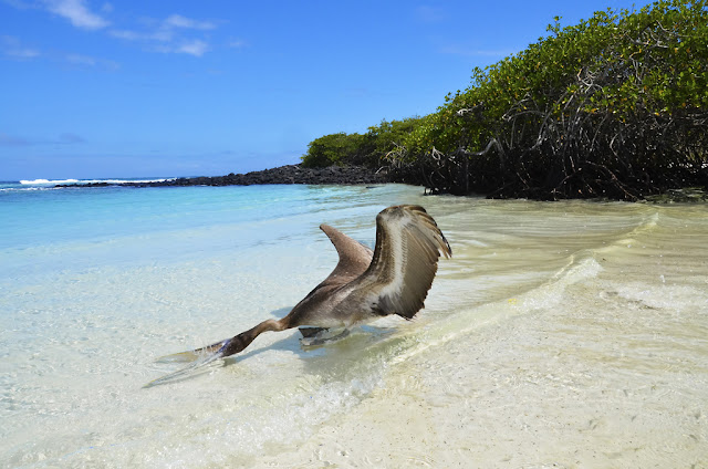 5-day Galapagos Tour galapagos tour