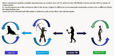 Origin of TB in America