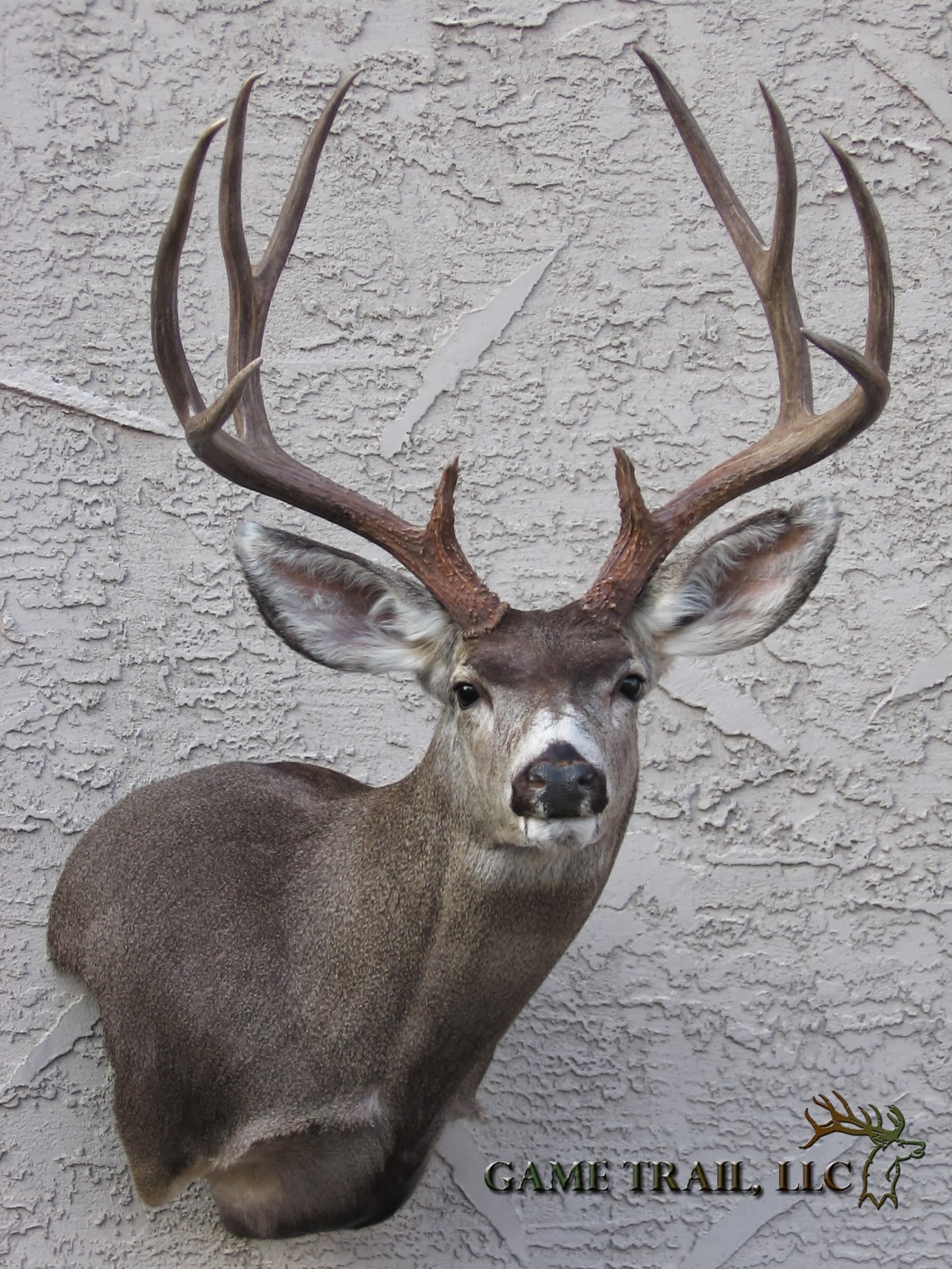 Game Trail Taxidermy Deer Mounts