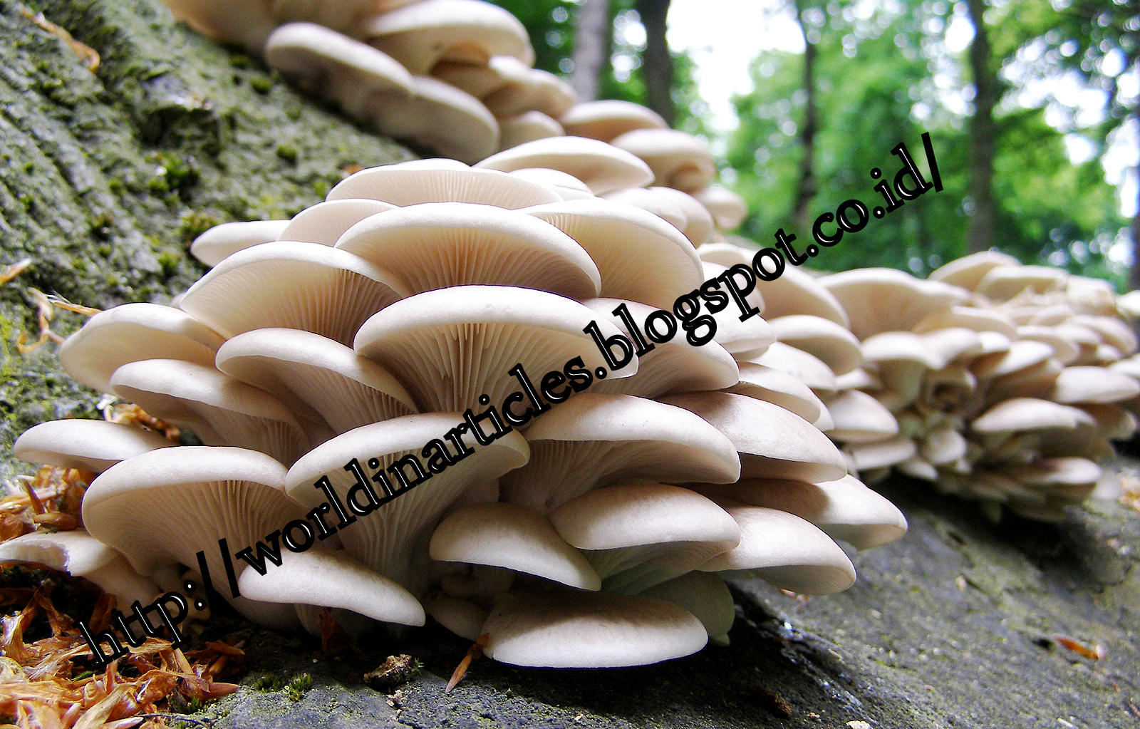 The Benefits Of Oyster Mushrooms To Cure Breast Cancer WORLD IN ARTICLES