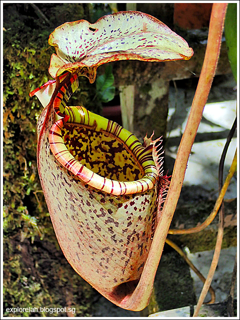 Nepenthes Rajah, Pitcher Plant, Kinabalu Park, Kota Kinabalu, Sabah, East Malaysia