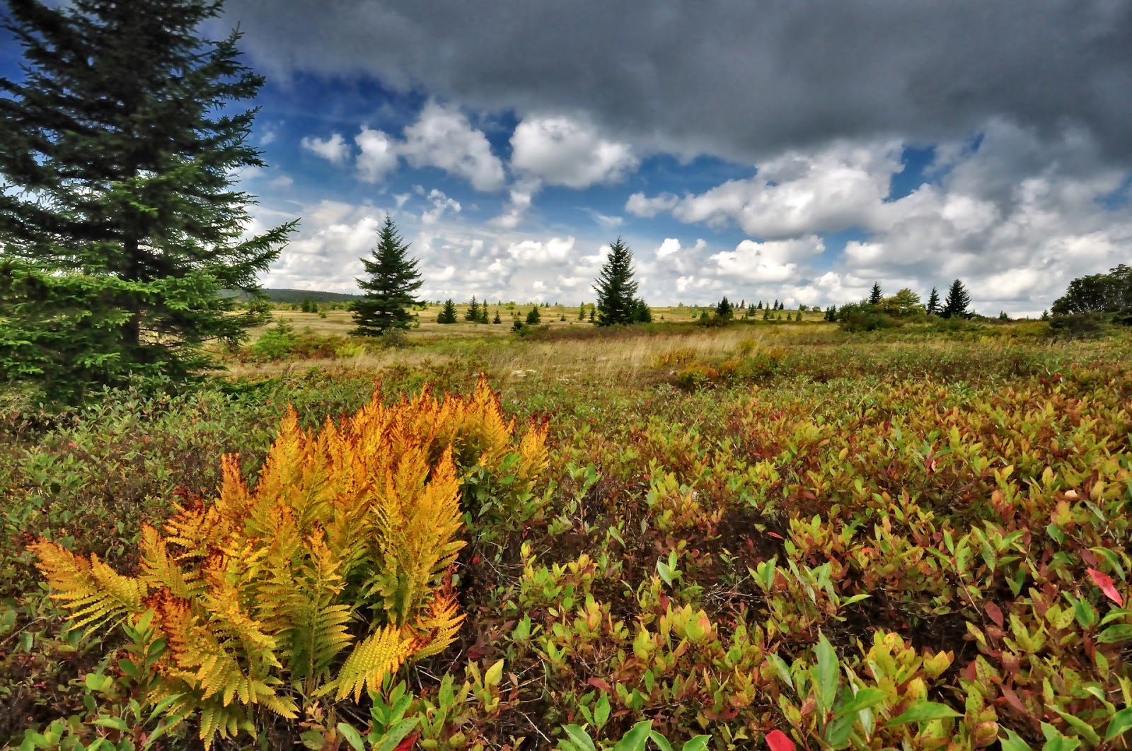 Discover West Virginia Dolly Sods An Island in the Sky