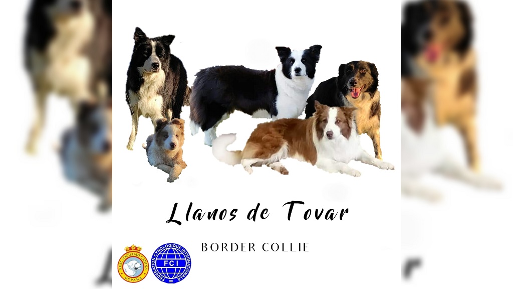 Llanos de Tovar