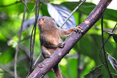 Pygmy Marmoset on branch