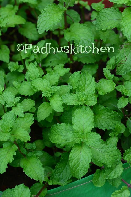 How to Grow Mint at Home in PotsHow to Grow Pudina Padhuskitchen