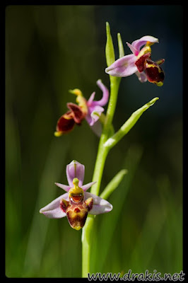 Orquídea (Ophrys scolopax)