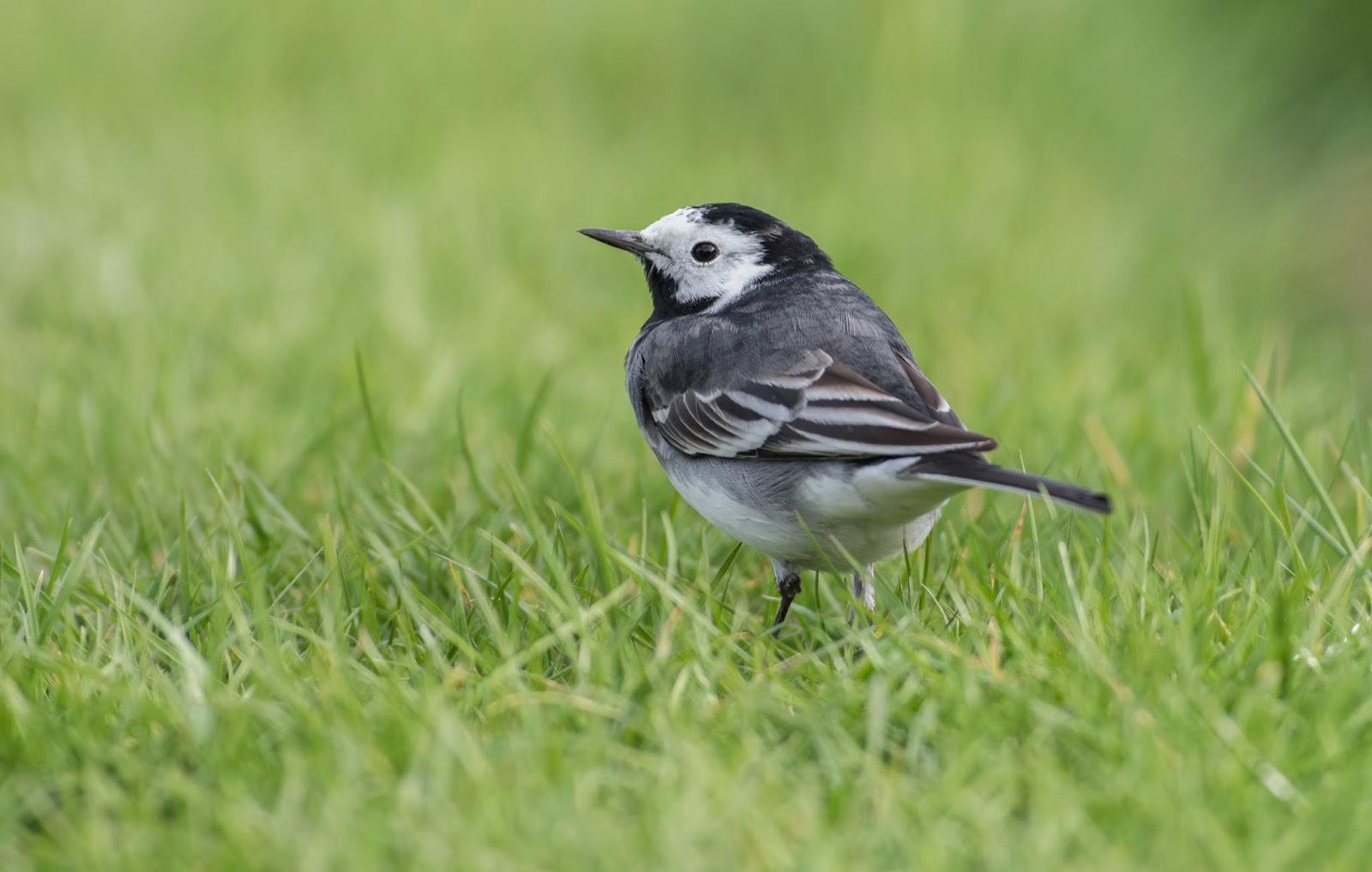 Bob's Butterfly and Bird Blog: Pied Wagtails.