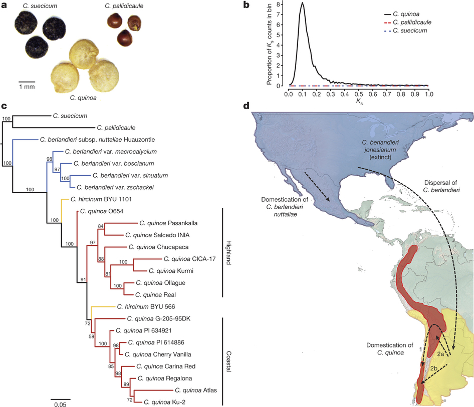 The genome of Chenopodium quinoa Todo sobre la Quinua