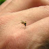 Saiba quanto tempo vivem e quanto voam mosquitos da dengue, zika e chikungunya