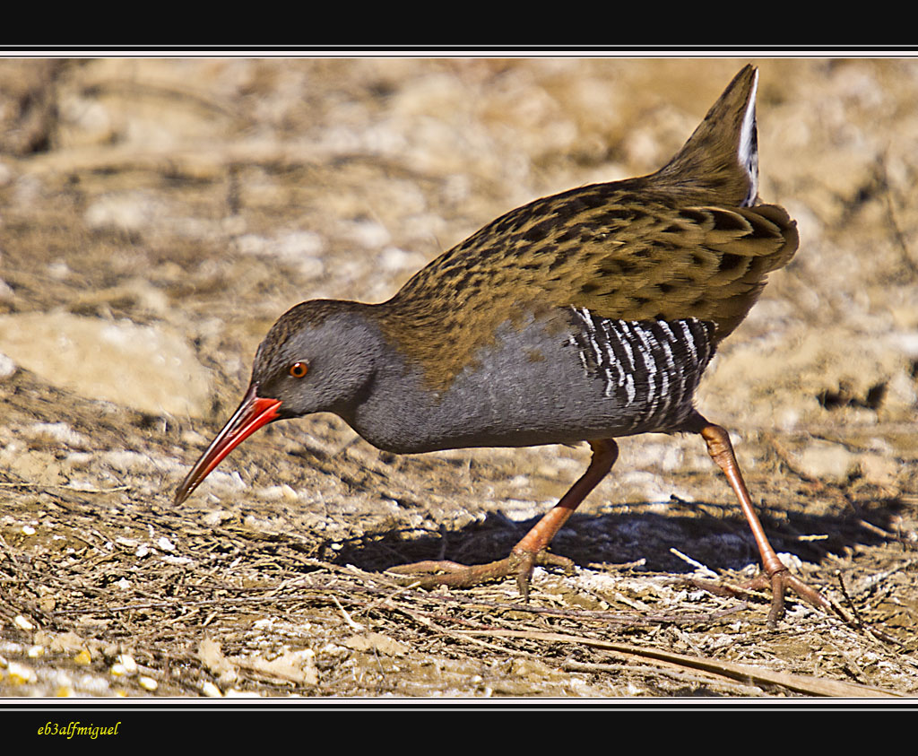 Miguel fotografia: Rascón Europeo (Rallus aquaticus)