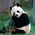 'Panda-preguiça': ciência explica por que o urso é tão lento