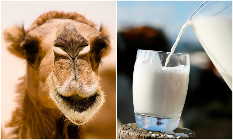 10 Reasons You Should Start Drinking Camel Milk 10 Reasons You Should Start Drinking Camel Milk