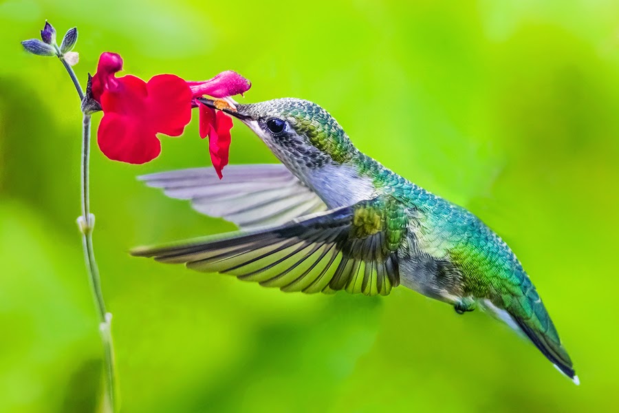 The Baiting Hollow Hummingbird Sanctuary Today was our last available