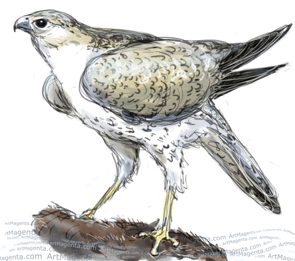 Gyrfalcon sketch painting. Bird art drawing by illustrator Artmagenta